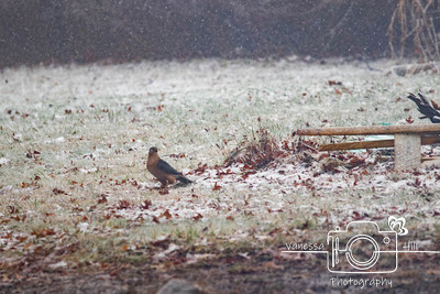 Cooper's Hawk