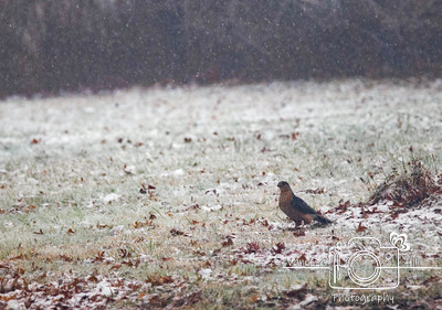 Cooper's Hawk