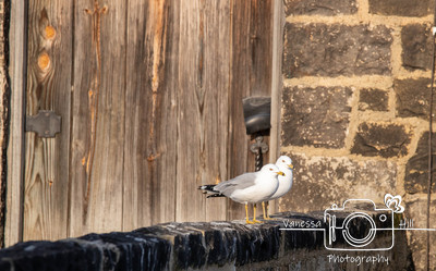 Seagulls On the Gate House