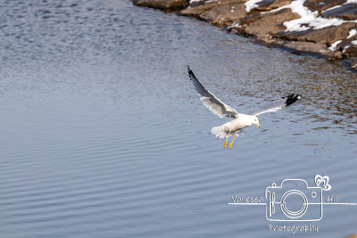 Seagulls in Flight