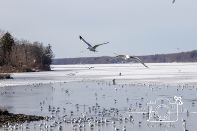 Seagulls in Flight