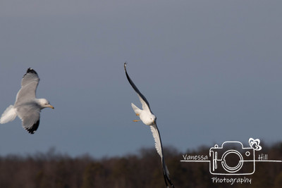 Seagulls in Flight