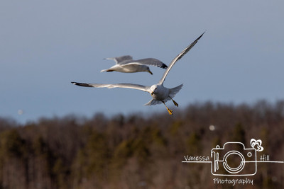 Seagulls in Flight