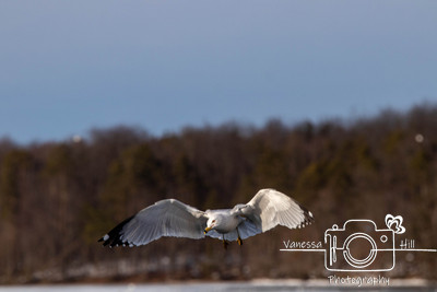 Seagulls in Flight