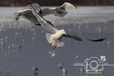 Seagulls in Flight