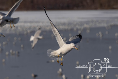 Seagulls in Flight