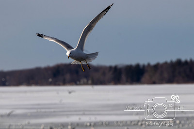 Seagulls in Flight