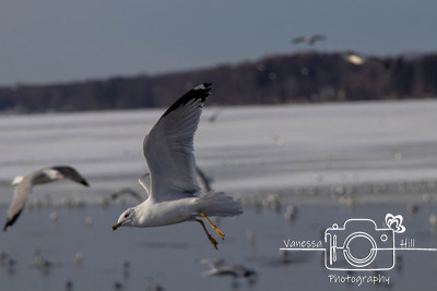 Seagulls in Flight