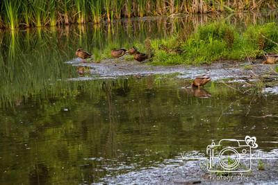 Twin Lakes Ducks