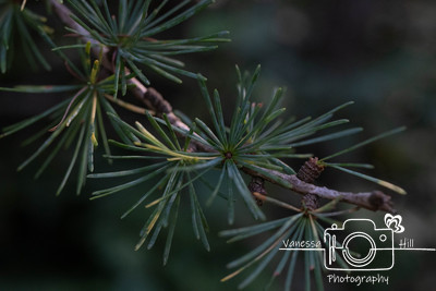 Tamarack Needles