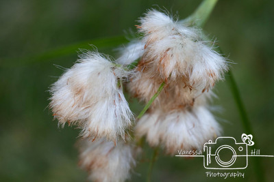 Gone to Seed