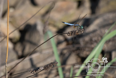 Dragon Fly