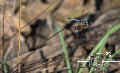 Dragon Fly