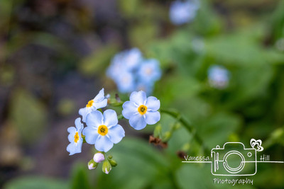 Lil flowers