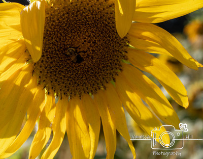 Sunflower Bee