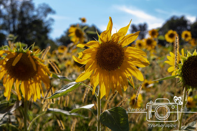 Sunflowers