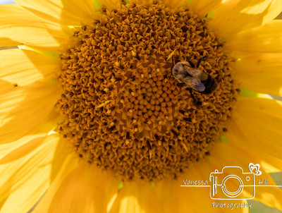 Sunflower Bee