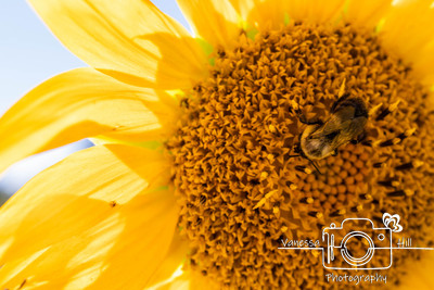 Sunflower Bee