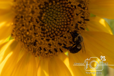 Sunflower Bee