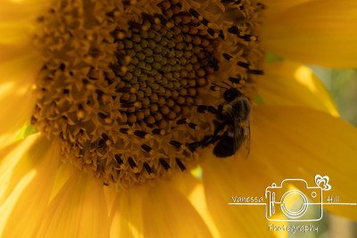 Sunflower Bee