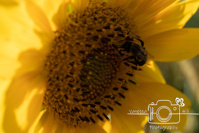 Sunflower Bee