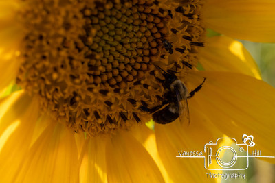 Sunflower Bee