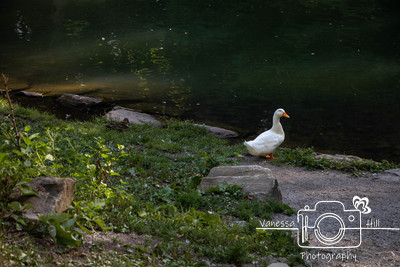 Quack