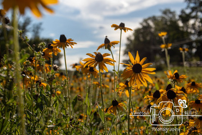 Field of Daisies