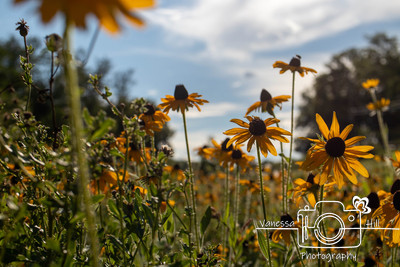 Field of Daisies