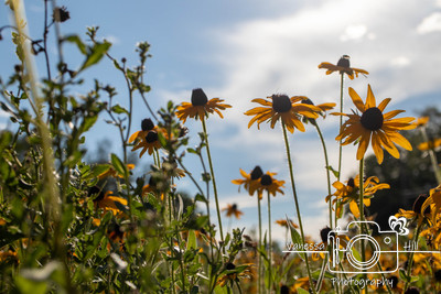 Field of Daisies