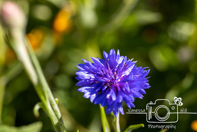 Cornflower