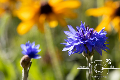 Cornflower in a Daisy Field