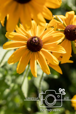 Daisy