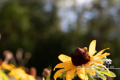 Daisy