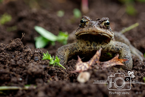 Toad