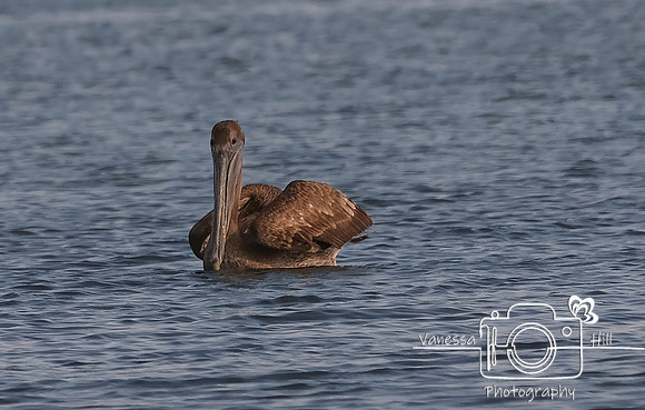 Brown Pelican, Puerto Rico