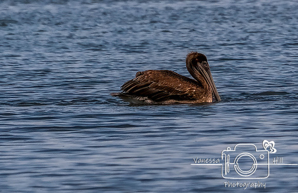 Brown Pelican, Puerto Rico
