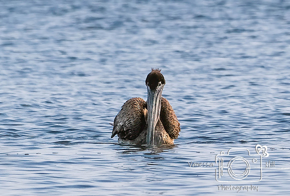 Brown Pelican, Puerto Rico