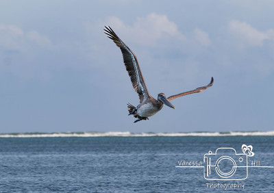 Brown Pelican, Puerto Rico