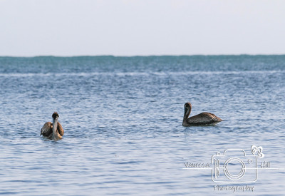 Brown Pelican, Puerto Rico